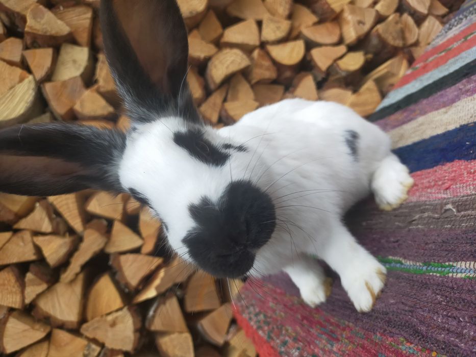 Самчики Німецького строкача . Кролі.