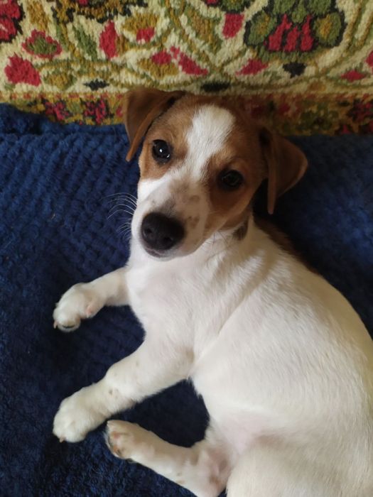 Цуценята Джек Рассел Терьер