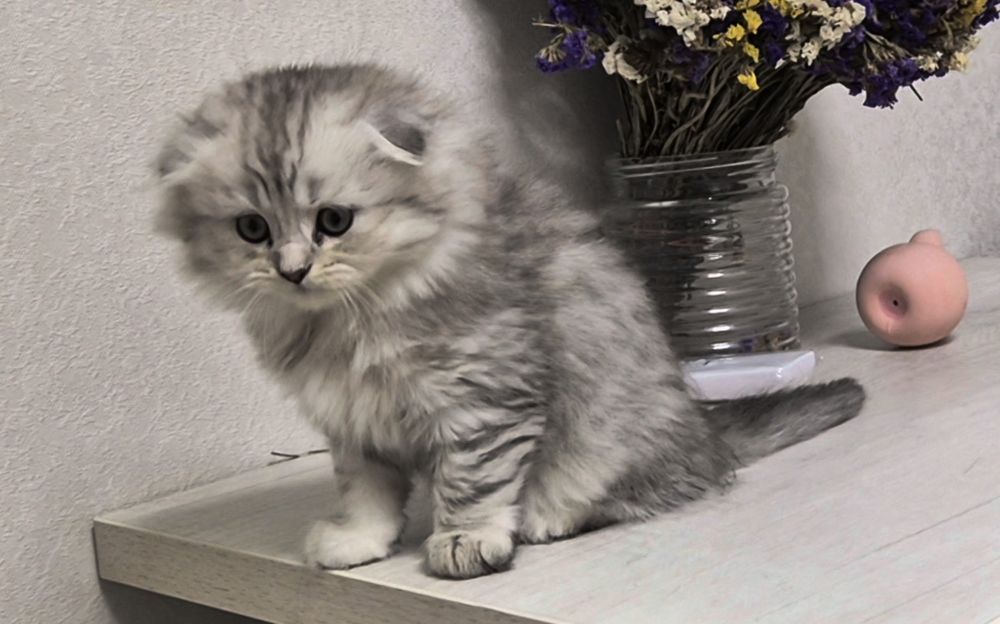 Вислоухие и прямоухие шотландские котята, девочки и мальчик