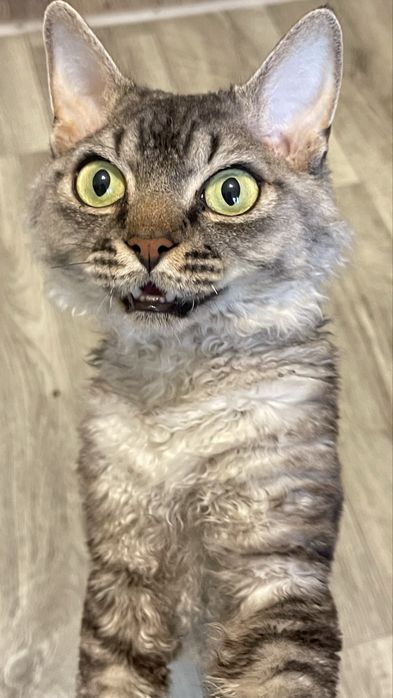 Вязка Девон Рекс