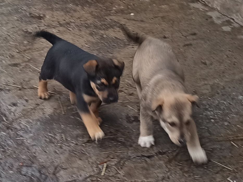 Красивые щенки в хорошие руки