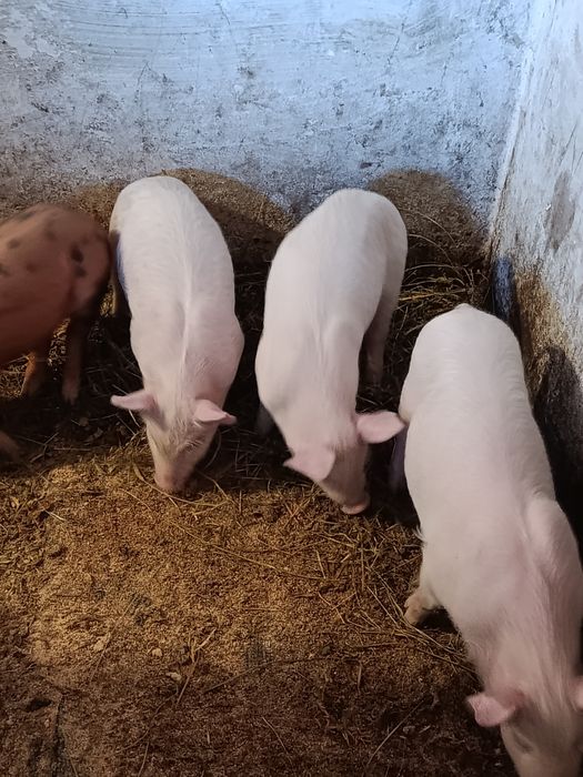 Продам поросята м'ясного напрямку.