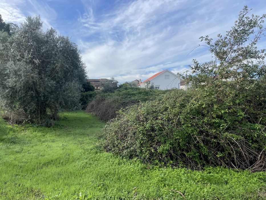 Limpeza/desmatacao de terrenos