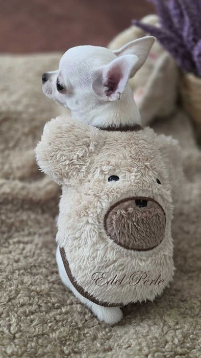 Chihuahua ZKwP FCI Szczeniak Piesek