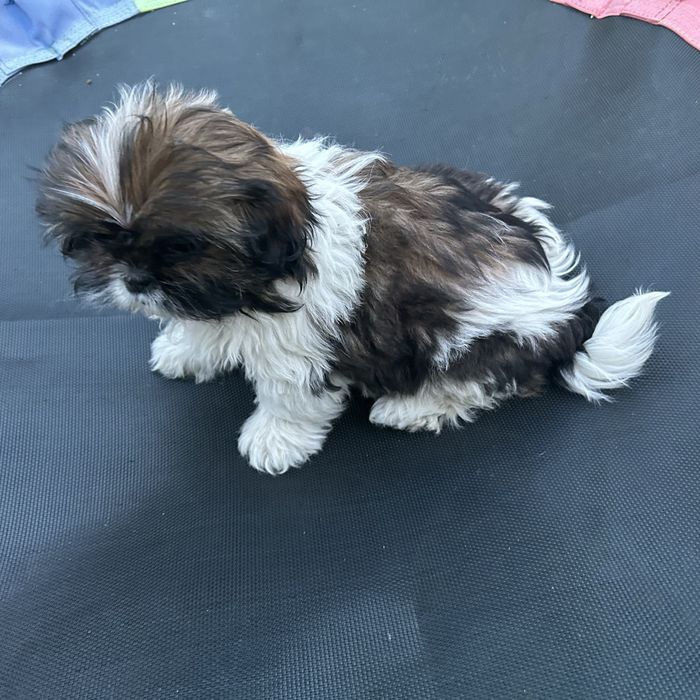 Suczka dziewczynka Shih Tzu