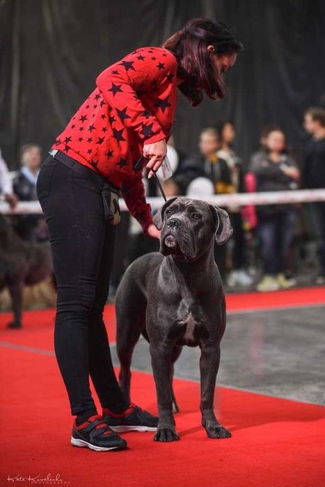 Ласковая лапулька-корсулька, Тайра