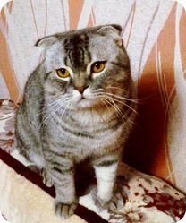 Вязка животных (кот)