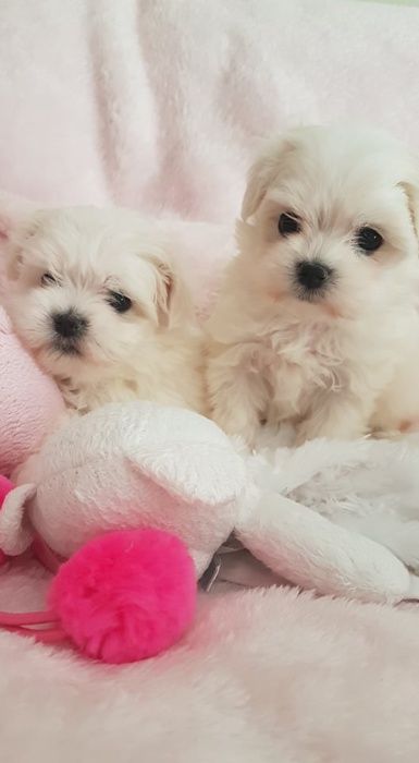 Maltańczyk Mini Piesek z Rodowodem. Przepiękny, czysto biały.