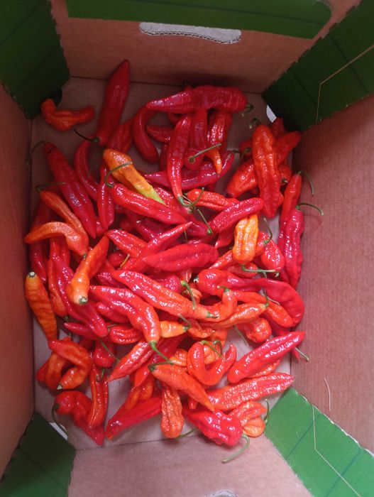 Papryka Ghost Pepper/Naga Jolokia