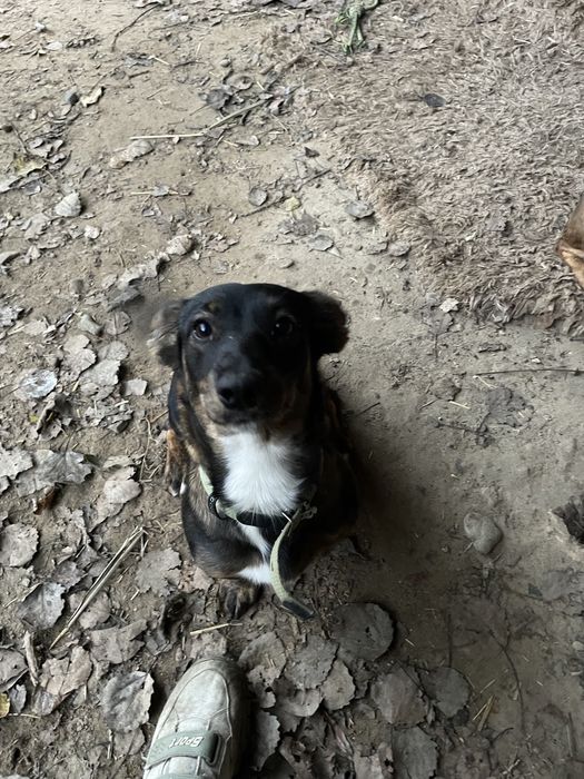 Віддаю собачку безкоштовно