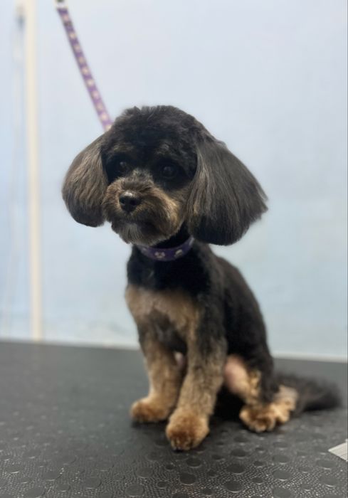 Груминг холодная гора