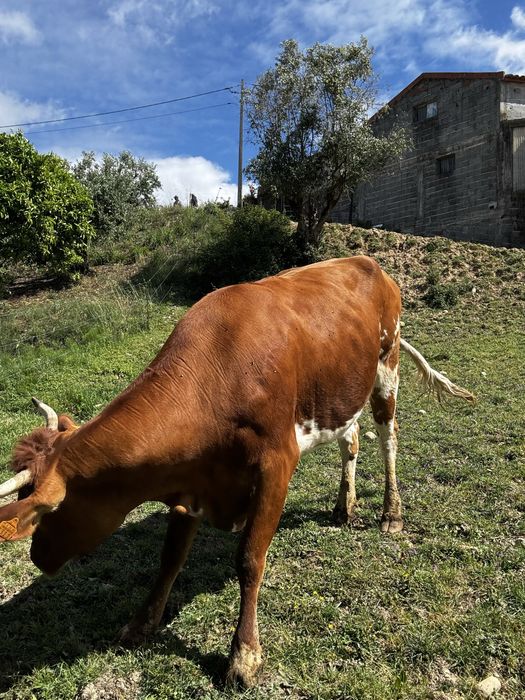 Vendo lote 5 vacas