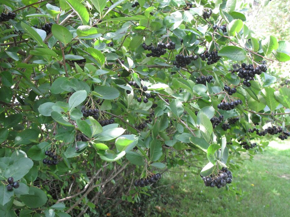 Aronia sprzedaż własna uprawa ekologiczna