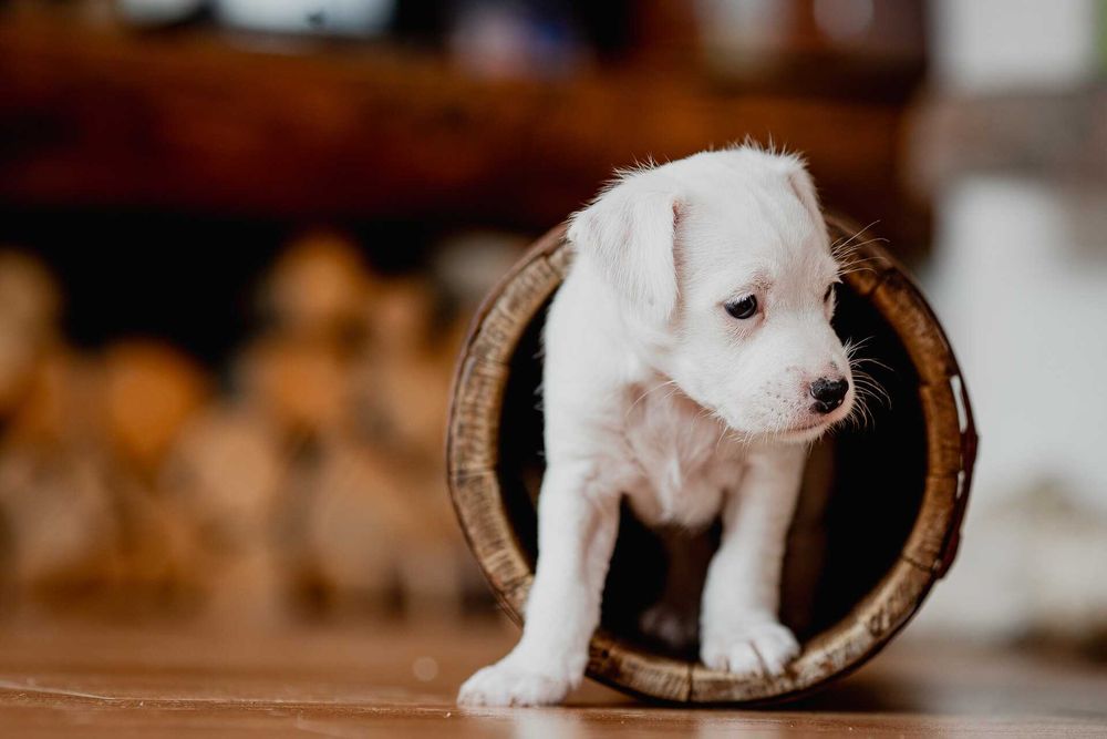 Parson Russell Terrier ZKwP