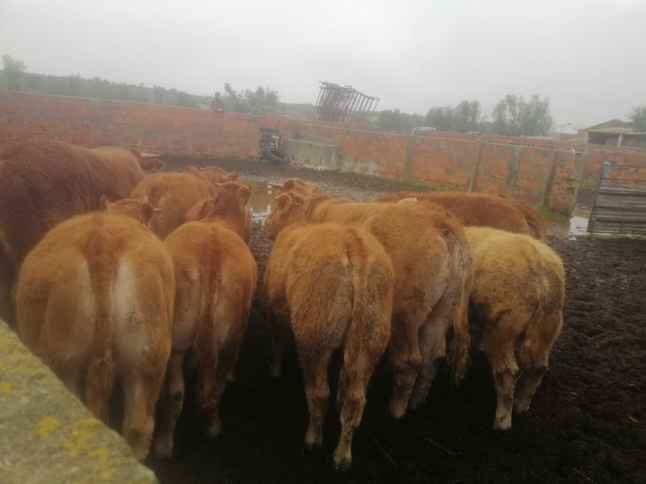 Novilhas/vitelos Limousines Puras