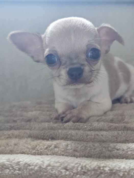Chihuahua cabeça de maçã