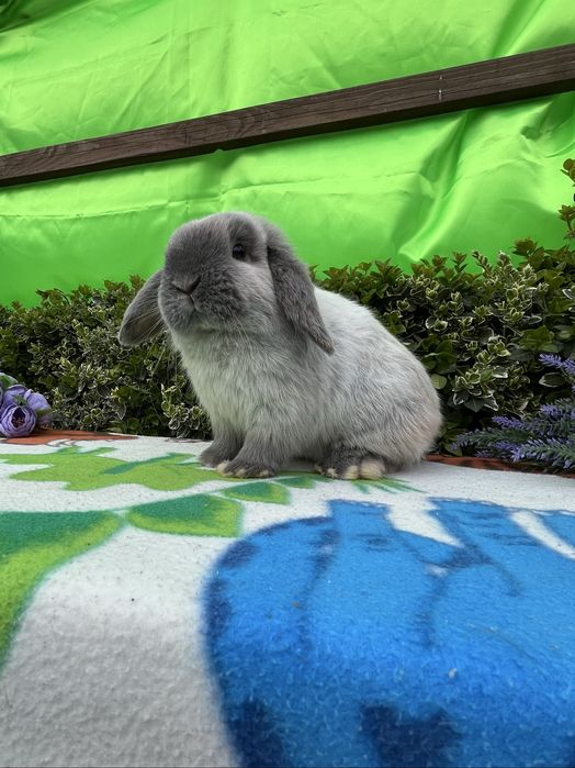 Бронь.NHD.Карликові кролики,висловухі баранч