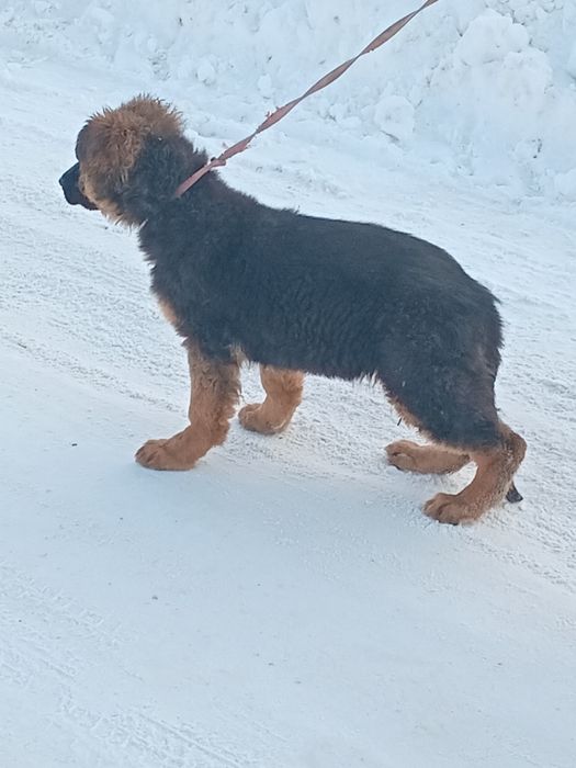 Німецька вівчарка