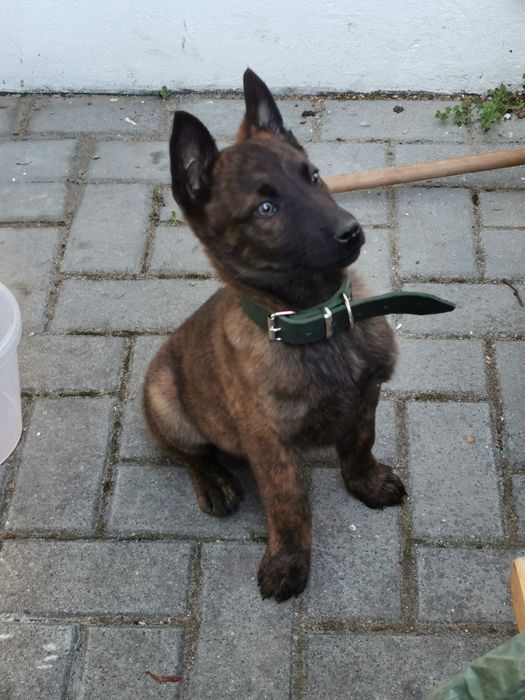 Owczarek Holenderski