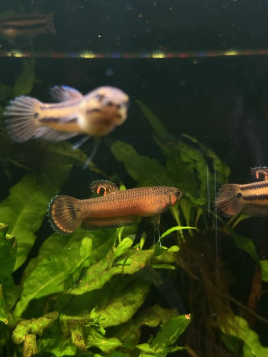 Bojownik plamooki / Betta Macrostoma    SAMIEC