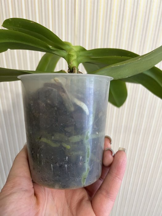 Орхідея фаленопсис Liodoro ароматна