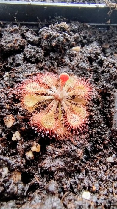 Drosera Natalensis i spatulata lovellae (rosiczka)