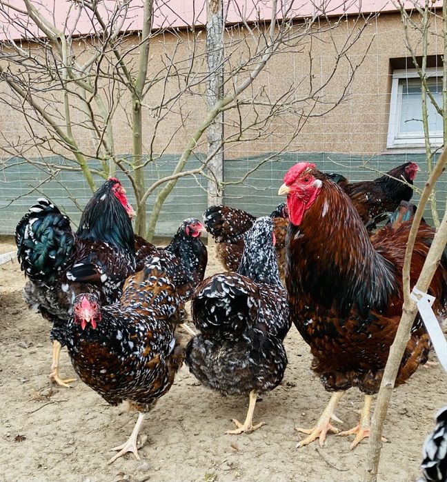 Jajka lęgowe ayam cemani, wyandotte, bojowiec malajski