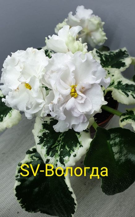 Фиалки сортовые детки