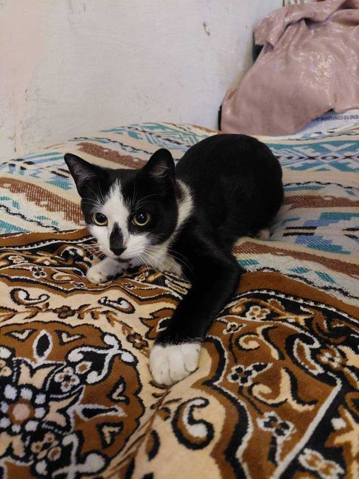 котик в добрі руки