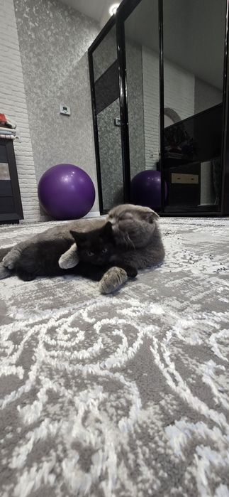 Британские котята