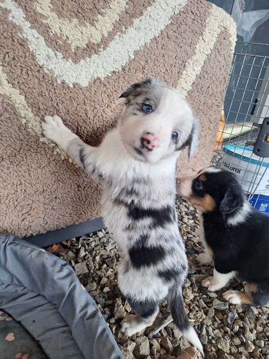 Border collie blue merle róznooki piesek Rabel