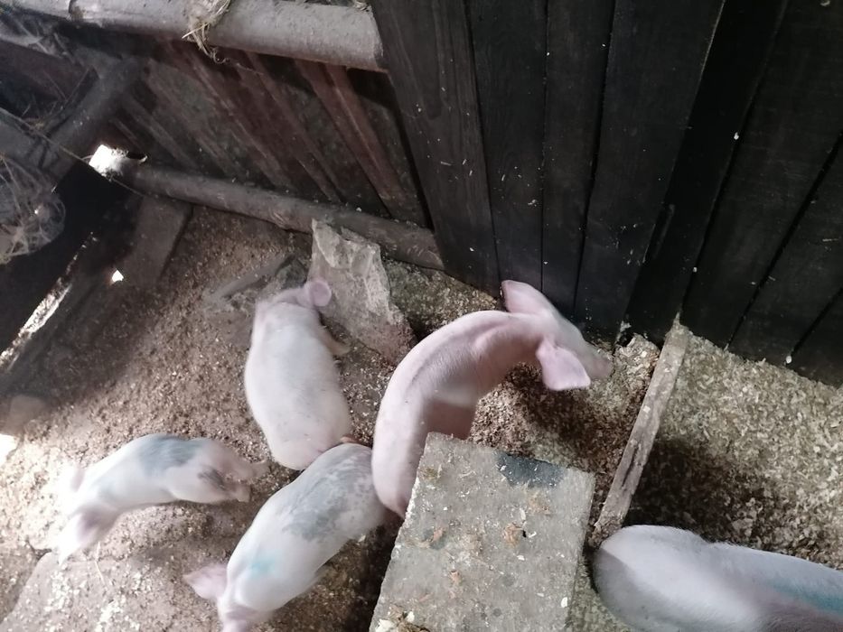 Vendo leitões para criação ou consumo