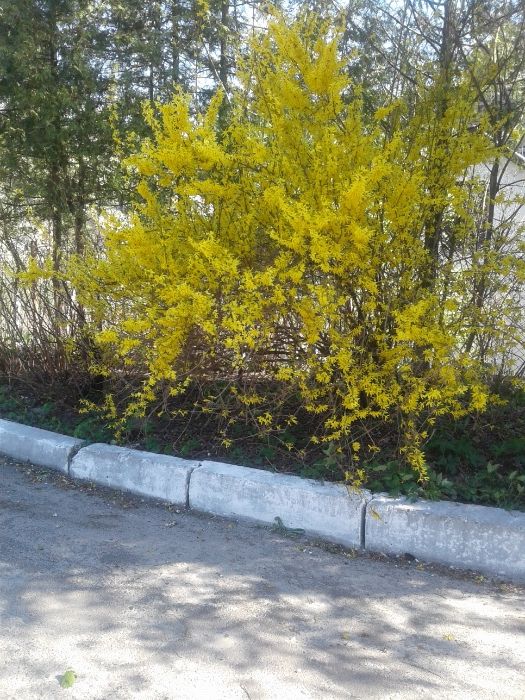 Саджанці самшиту,  форзиції, туї колоновидної, дейції шорсткої.