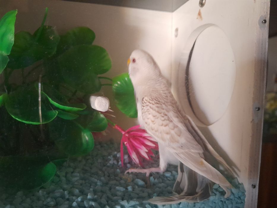 Piriquitos mutações