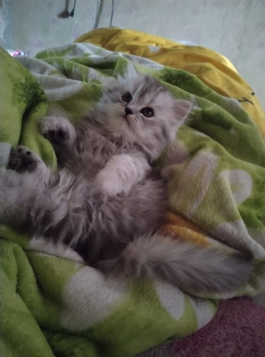 Красунчік шотландський