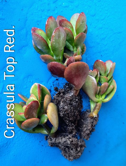 Рiдкiснi, колекцiйнi красули, грошовi дерева, сукуленти.