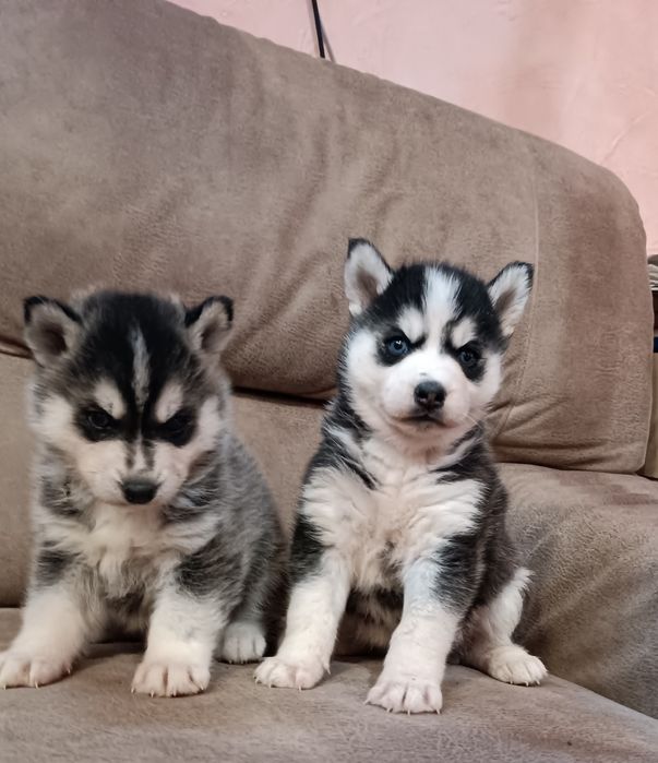 Тільки чудові хлопчики та дівчатка