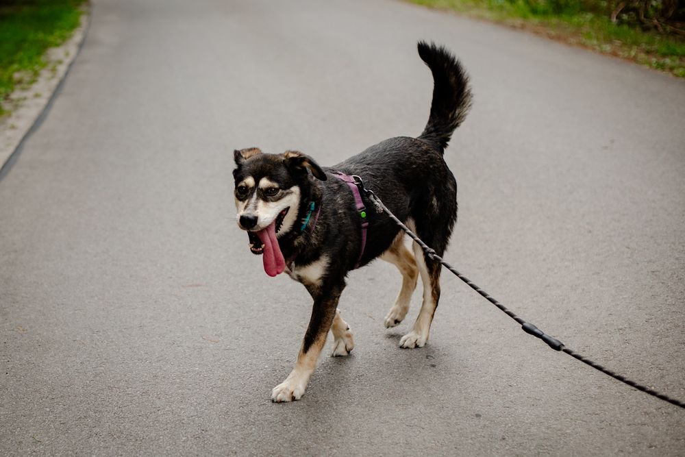 Cross kochany psiak czeka na miłość