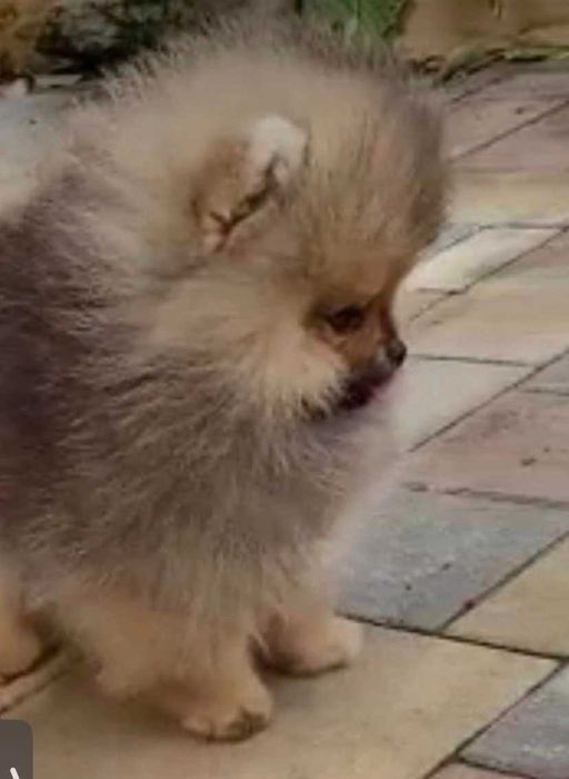 Spitz Alemão Anão/ Lulu da Pomerânia MACHO LARANJA com LOP AFIXO