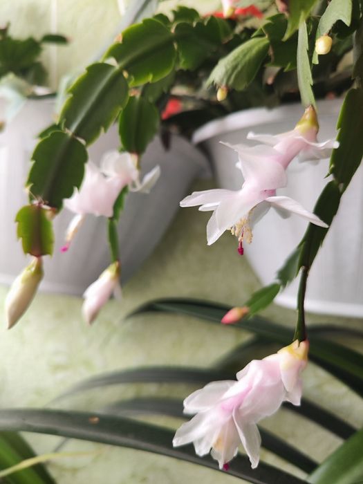 Продам шлюмбергера рождественник