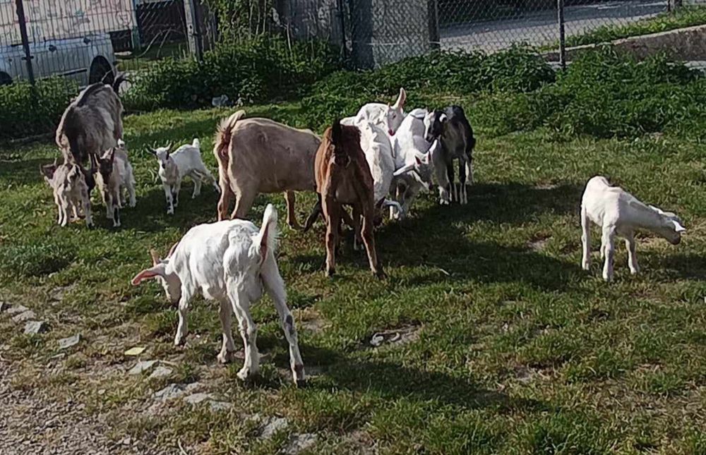 Sprzedam kozie  mleko