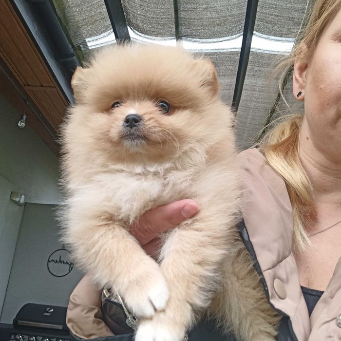 Sunia***szpic miniaturowy pomeranian