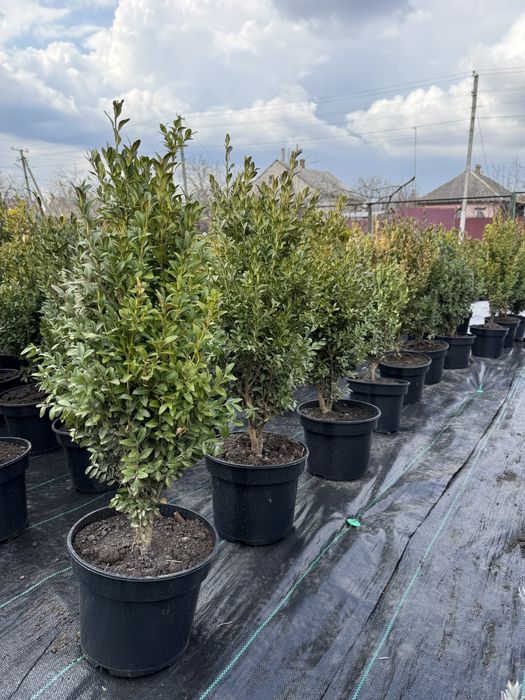 Туя, самшит, лаванда, ялівці, сакура та ін.