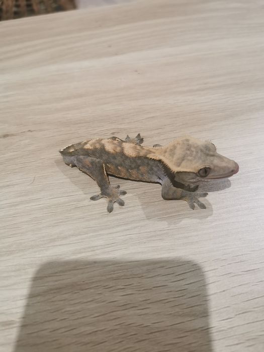 Gekon orzęsiony samiec