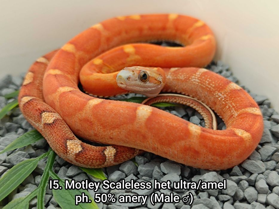 Wąż zbożowy / Motley Scaleless /Idealny dla początkujących i nie tylko