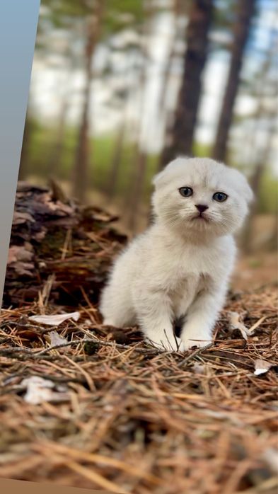 Шиншилка висл срібна шотландська породиста кицюня дівчинка