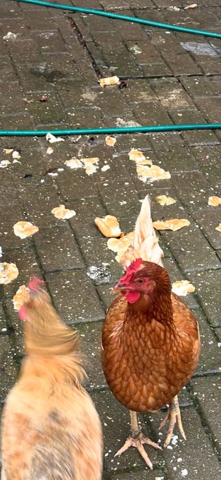 Galinhas varias racas e galo