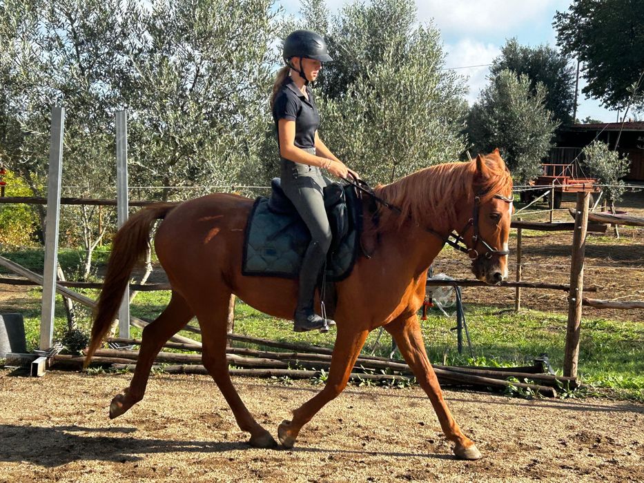 Horse for sale/cavalo a vende