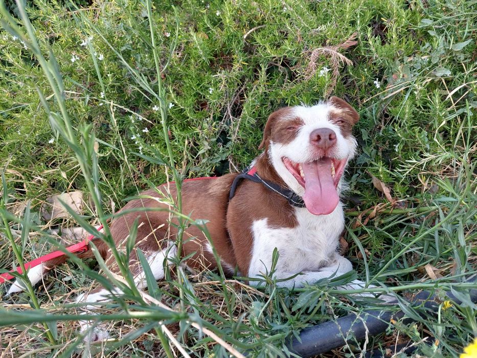 Estrelinha - cadela média para adoção