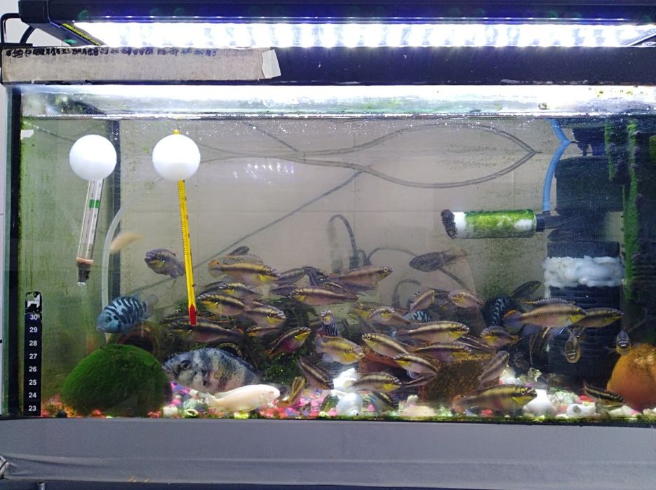 Kribensis adultos 7€